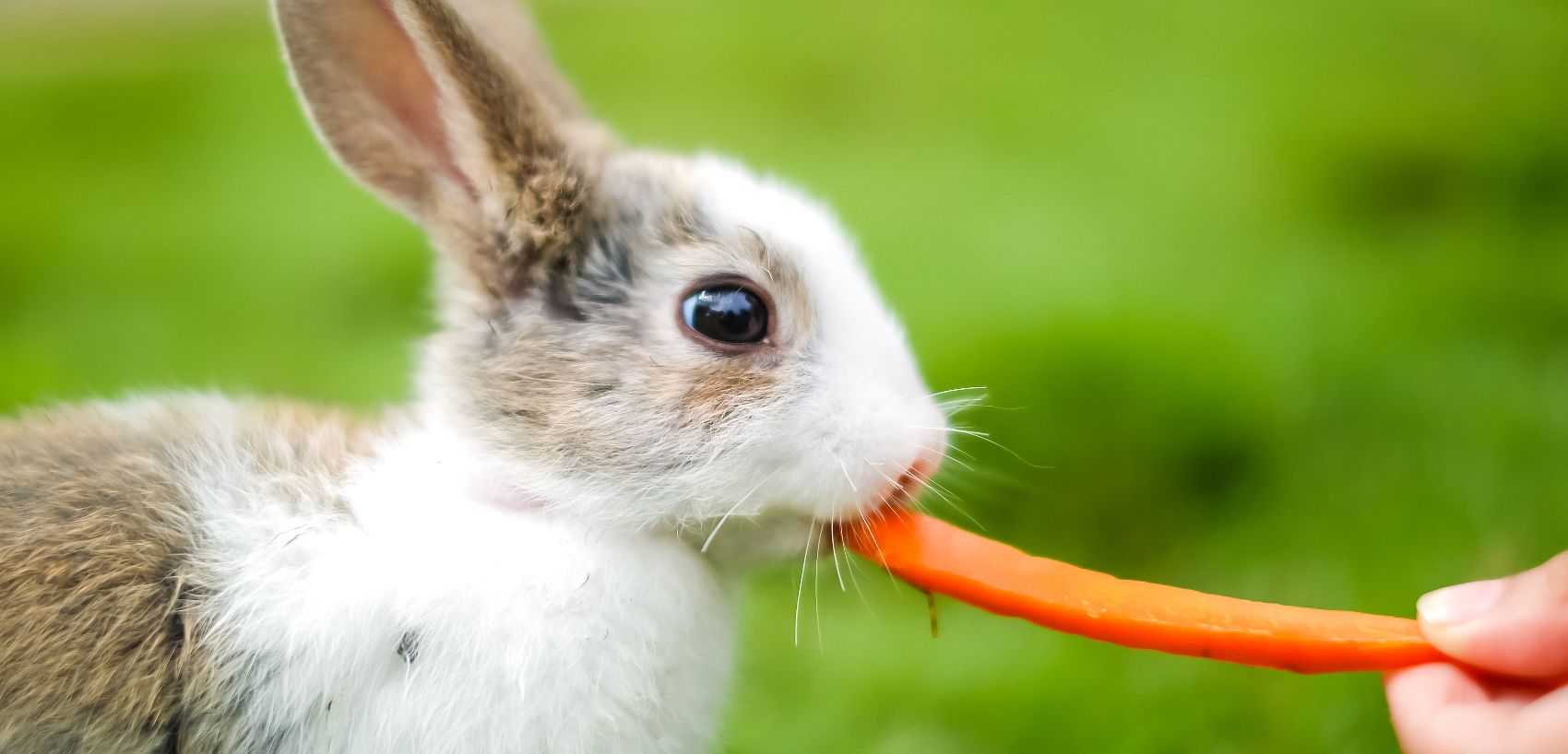 Snacks para roedores